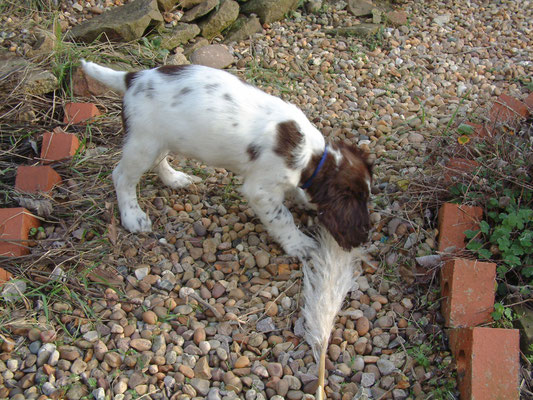 Zebbie & Rosie do a bit of gardening