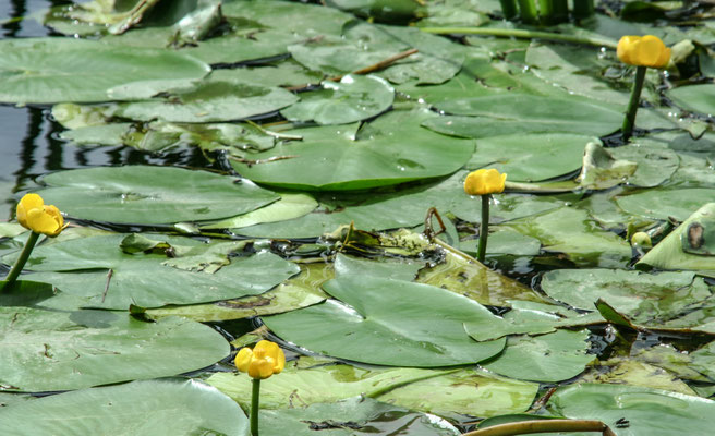 The Avon at Fladbury