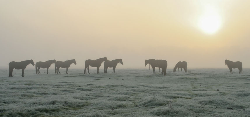 Winter walk round the Stud fields, Throckmorton