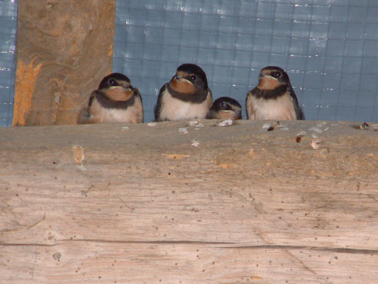 New tenants the garage