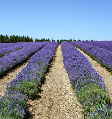Cotswolds, Snowshill lavender farm