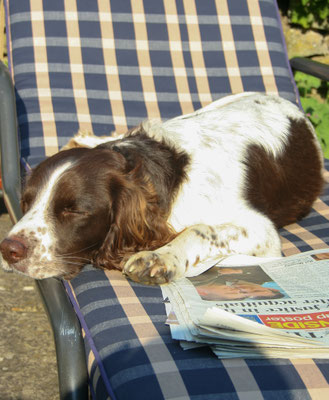 Dogs enjoying the garden