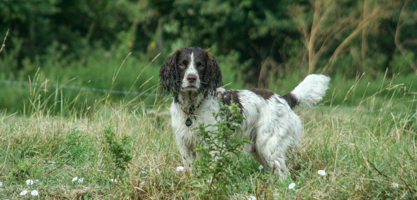 The Avon at Fladbury