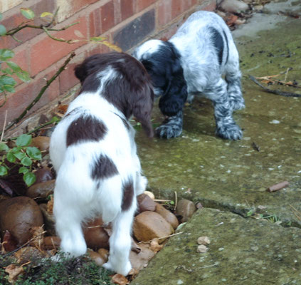 Zebedee & Rosie meet for first time ...