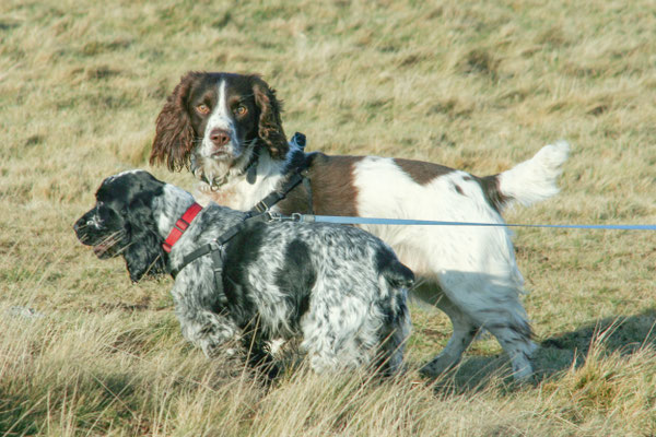 Christmas at Ensis Farm Cottages, North Devon