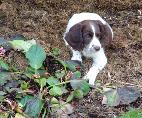 Zebbie & Rosie do a bit of gardening