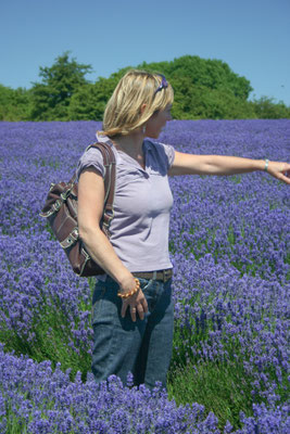 Cotswolds, Snowshill lavender farm