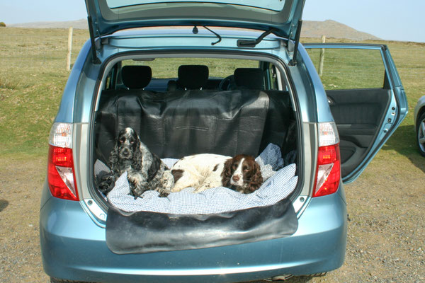 Easter hols in north Devon: Dartmoor near Hare Tor