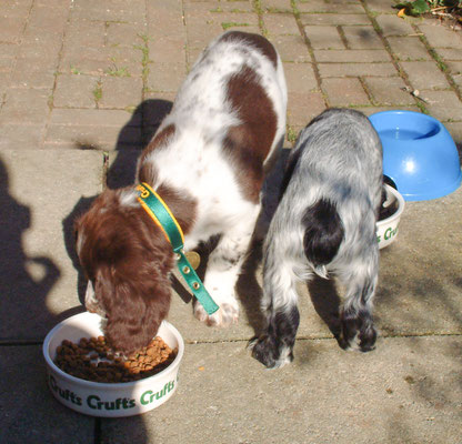 Zebbie & Rosie do a bit of eating