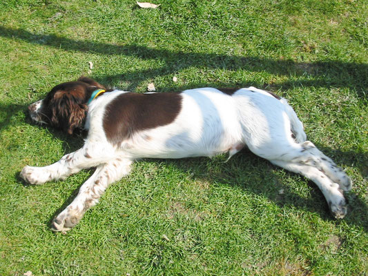 Building the greenhouse (Zeb helping)