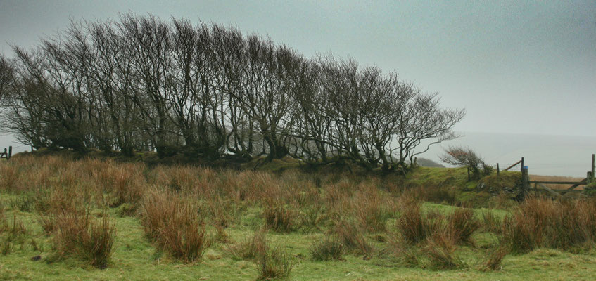 Christmas at Ensis Farm Cottages, North Devon