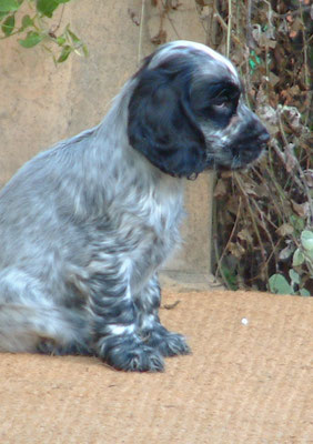 Zebedee & Rosie meet for first time ... let the games begin!