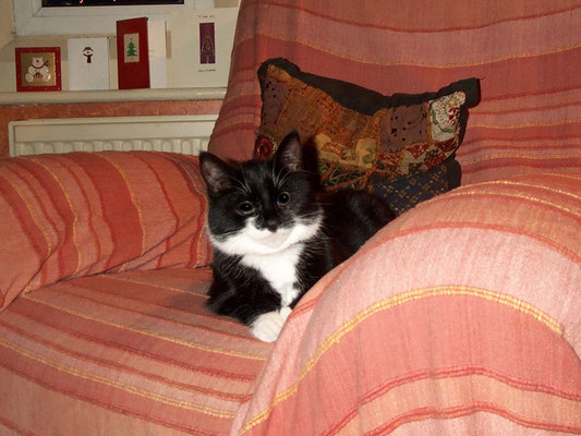 Wurzel at The Mythe: Emanuelli, Whiting, Buttle meet up (before Christmas)