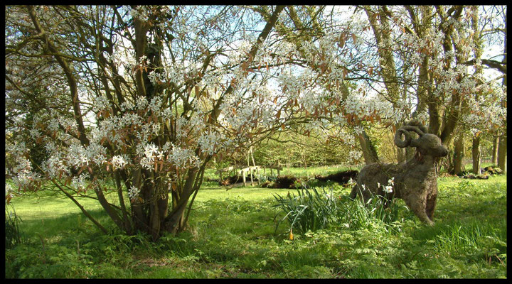 White Cottage Gardens, Stock Green - geranium collection