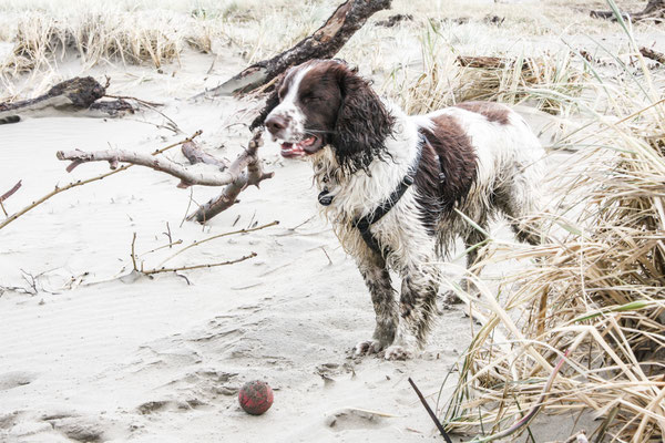 Easter in Cardigan Bay