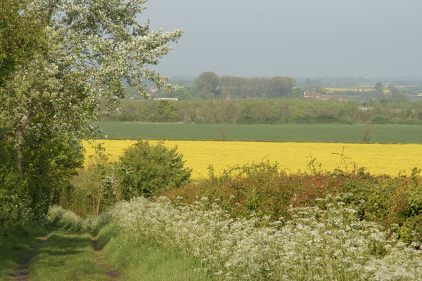Shorthorn Woods walks, Throckmorton