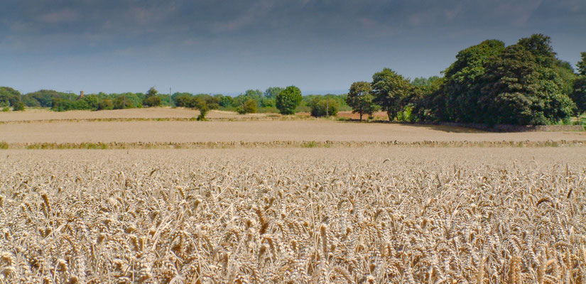 Cotswolds - The Mile gallop