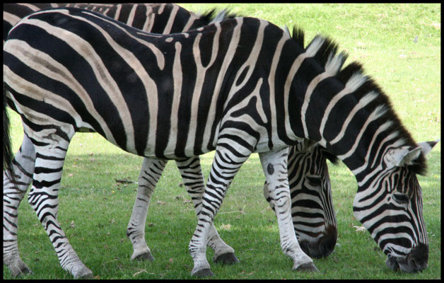 Ben comes to stay - visit to Cotswolds Wildlife Park