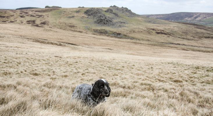 Easter in Cardigan Bay