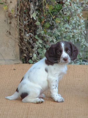 Zebedee & Rosie meet for first time ... let the games begin!