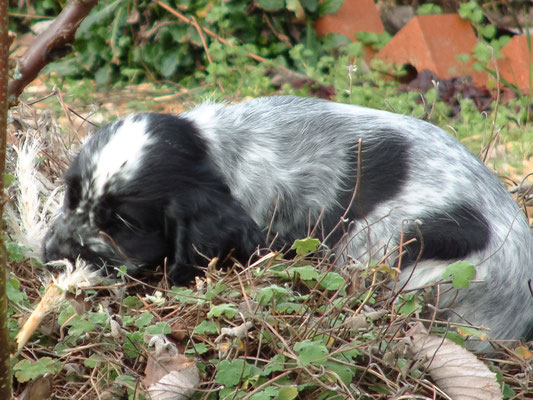 Zebbie & Rosie do a bit of gardening