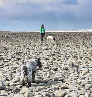 Easter in Cardigan Bay