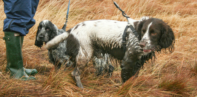 Christmas at Ensis Farm Cottages, North Devon