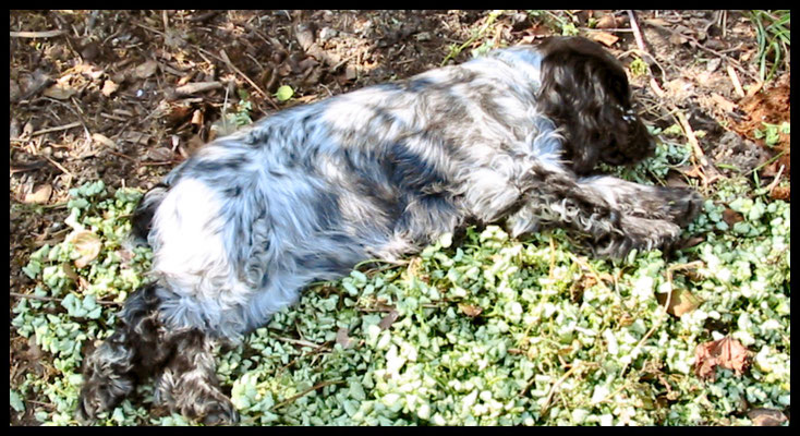 Building the greenhouse (Rosie helping)
