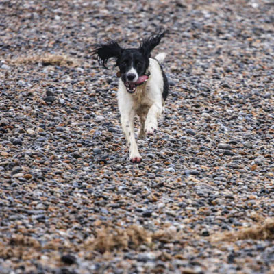February, Skeyton stay, Norfolk