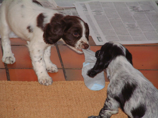 Zebedee & Rosie meet for first time ... let the games begin!