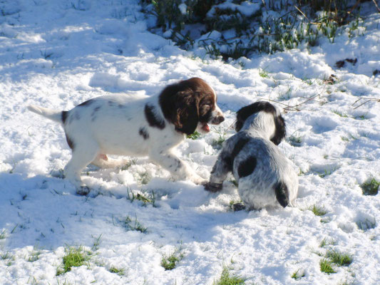 Zebbie & Rosie and some snow