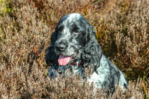 Easter hols in north Devon: Dunkery Beacon