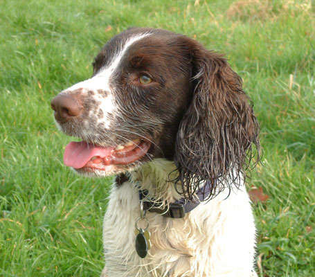 Shorthorn Woods walks, Throckmorton