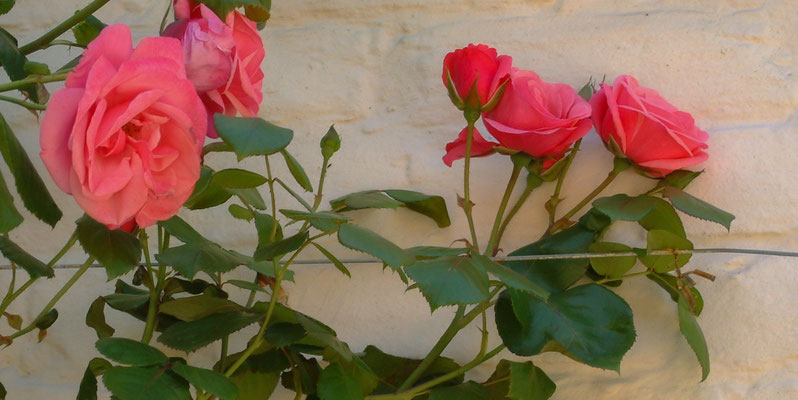 Birlingham rare plant day at Birlingham House