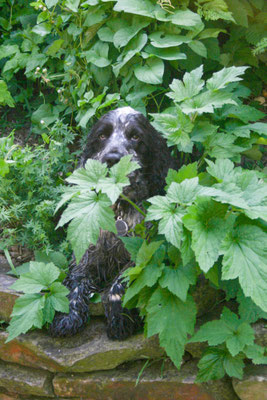 Dogs enjoying the garden