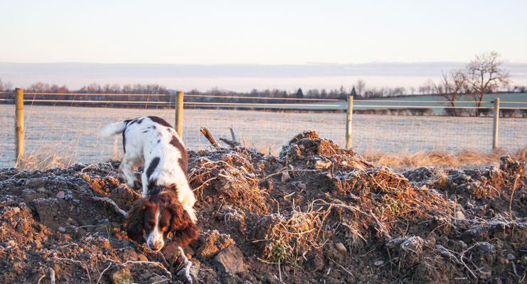 Frosty days in Throckmorton