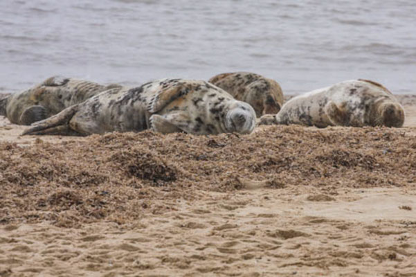 February, Skeyton stay, Norfolk