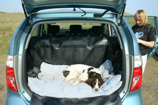 Easter hols in north Devon: Dartmoor near Hare Tor