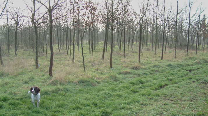 Shorthorn Woods walks, Throckmorton