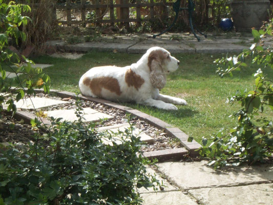 Sophie having a snooze