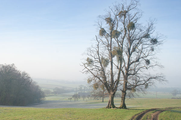 Frosty start on Bredon Walk