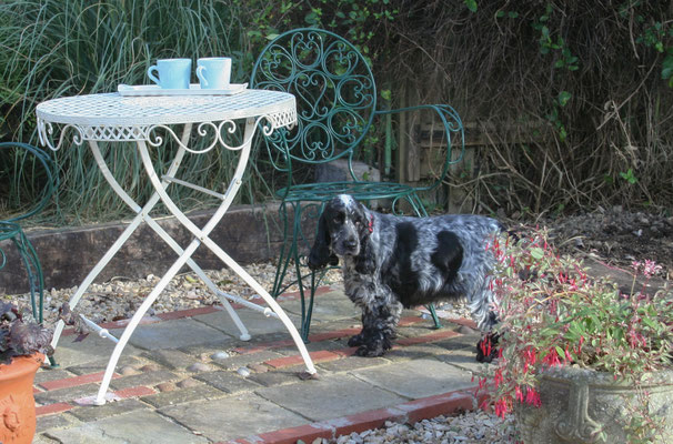 The shingle garden maturing