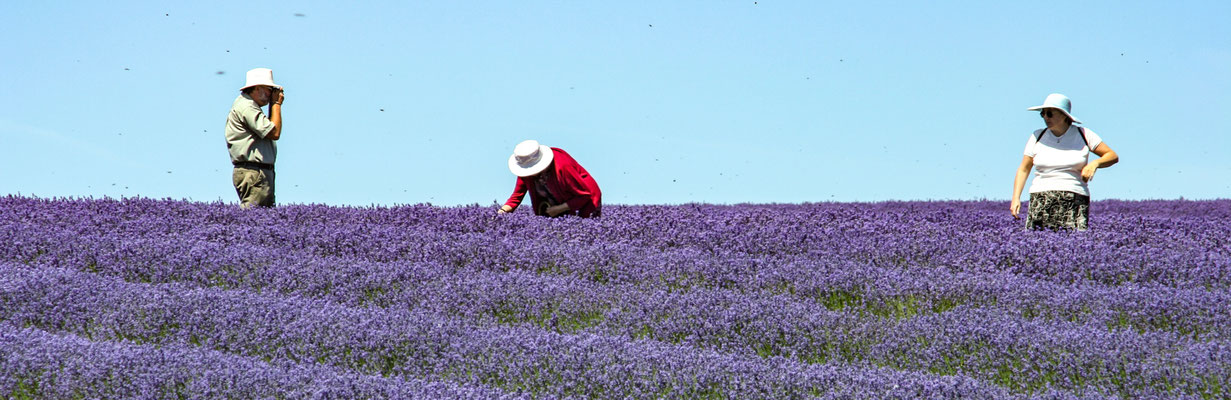 Cotswolds, Snowshill lavender farm