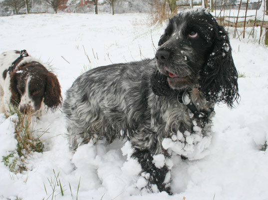 Heavy snow in Throckmorton