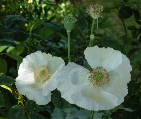 Birlingham rare plant day at Birlingham House