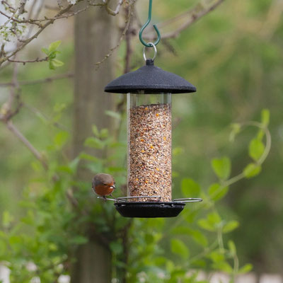 Garden at home, Summer