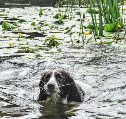 The Avon at Fladbury