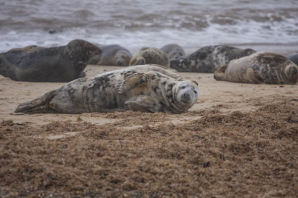 February, Skeyton stay, Norfolk