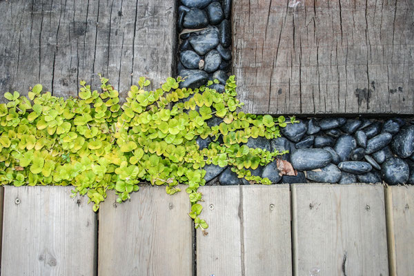 June in Peckham, staying with John & Jenny