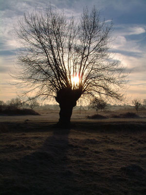 Walking William on Welland Common - early morning 